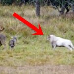 Nabrijani ovan zaletio se da rogovima udari jelena koji je pasao travu u šumi. To mu je bila NAJVEĆA GREŠKA U ŽIVOTU! (VIDEO)